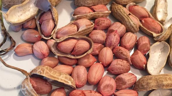 What are Shelled Peanuts?