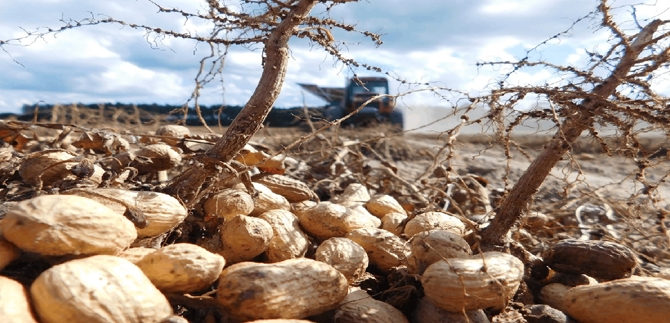 White Peanuts to Export