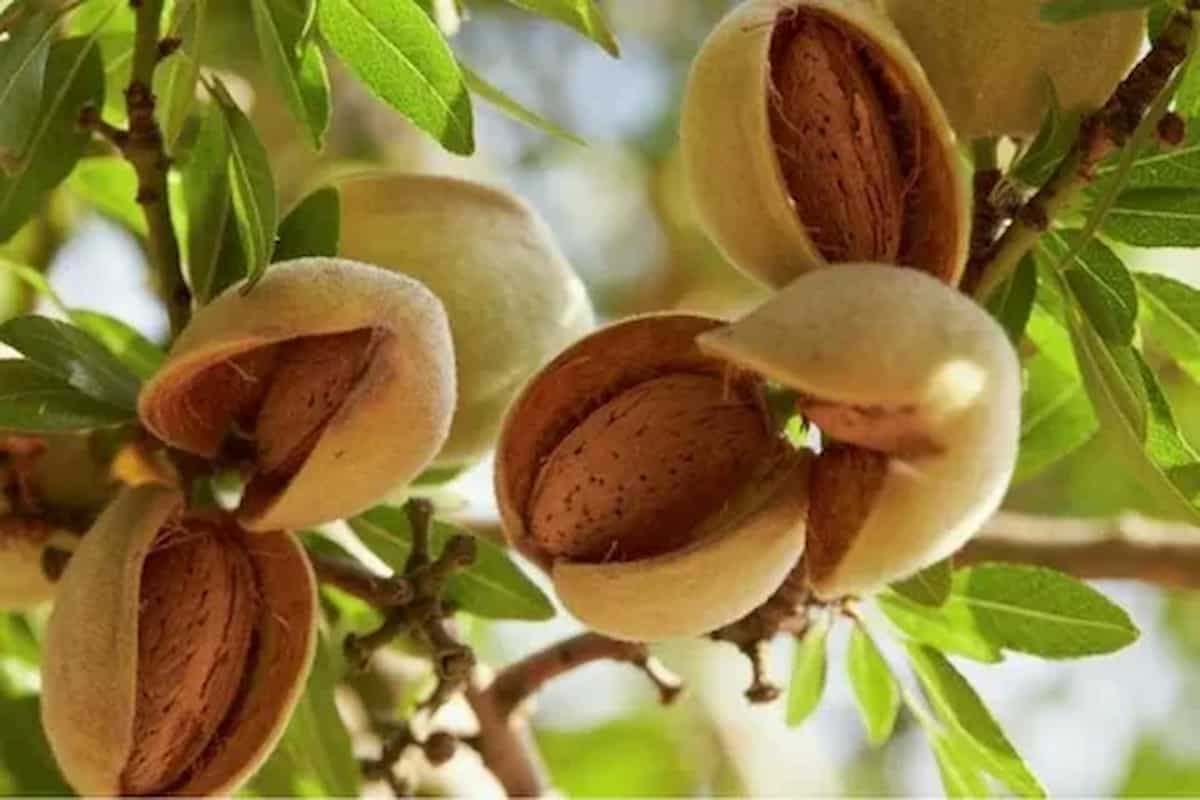  is mamra badam good for health and treatment of various diseases 