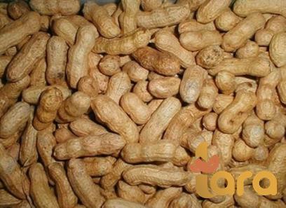 Buy and price of roasted peanuts in shell bulk