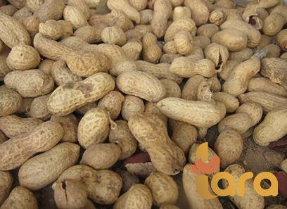Dry roasted peanuts healthy | Buy at a cheap price