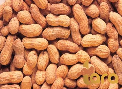 best roasted peanuts in shell | Buy at a cheap price