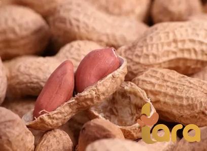 The purchase price of african runner peanut + properties, disadvantages and advantages