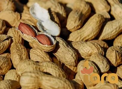 runner peanut purchase price + sales in trade and export