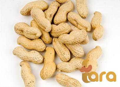 Buy raw peanuts dubai + great price with guaranteed quality