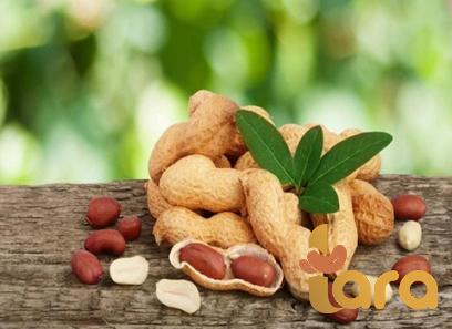 Buy bulk roasted peanuts + great price with guaranteed quality