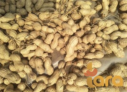 Buy Roasted peanuts Costco + great price with guaranteed quality