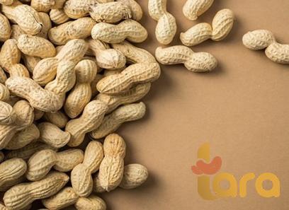 raw peanut chutney purchase price + quality test