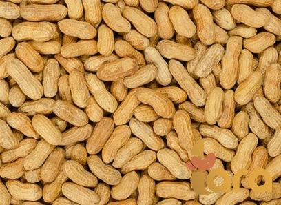 Buy and price of Roasted peanuts in shell Costco